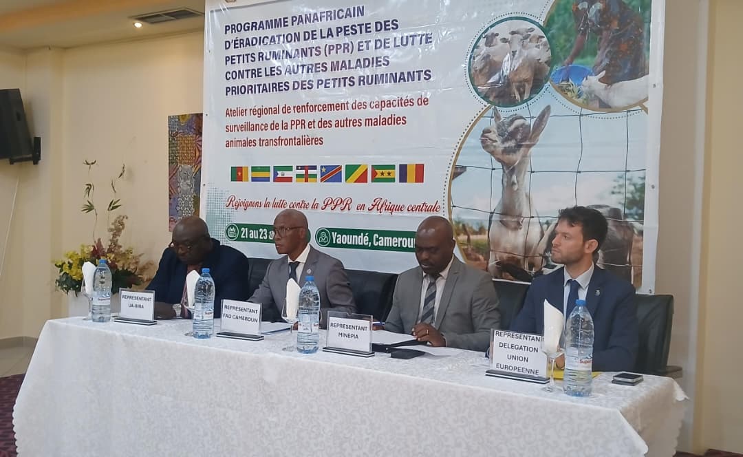 Menace sur le bétail en Afrique Centrale : La guerre contre la PPR est déclarée à Yaoundé